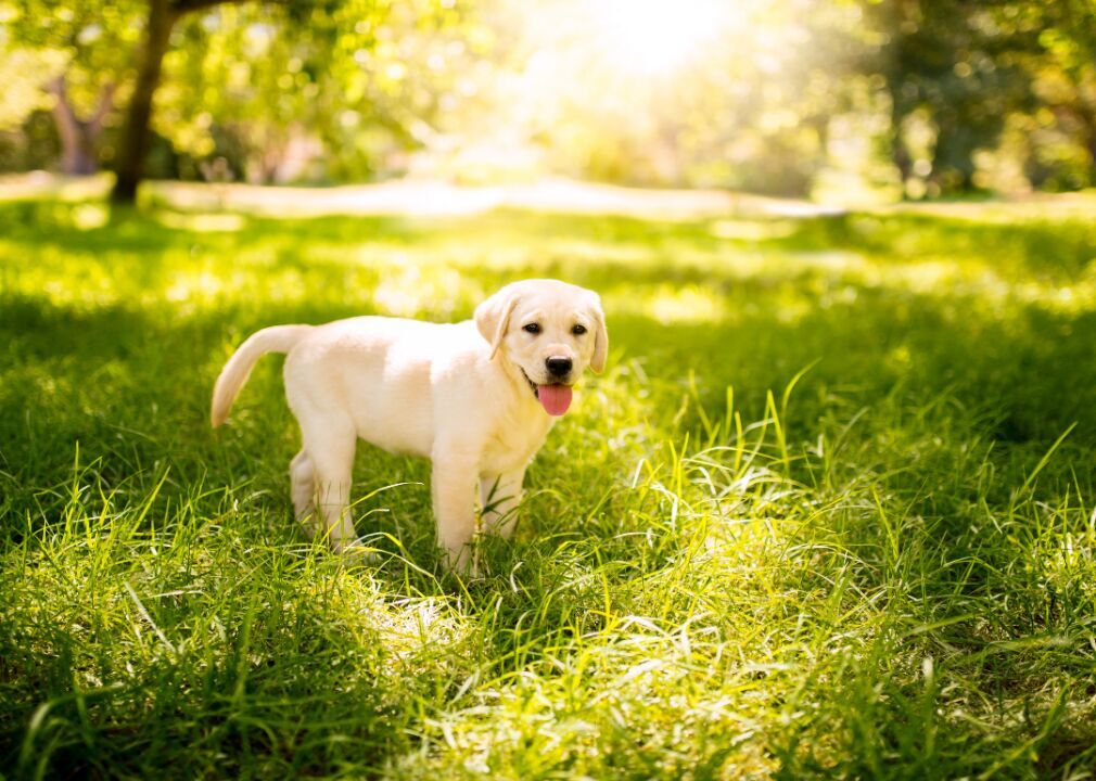 Make sure your dog is age appropriate